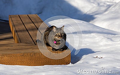Tabby cat sitting on a deck bench surrounded with snow Stock Photo