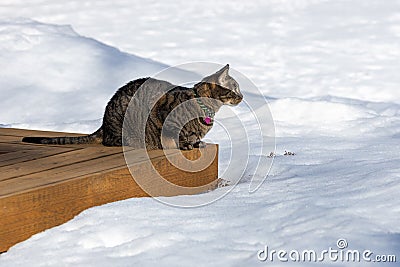 Tabby cat sitting on a deck bench surrounded with snow Stock Photo