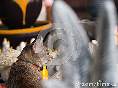 Tabby Cat Sitting in a Doll Shop Stock Photo