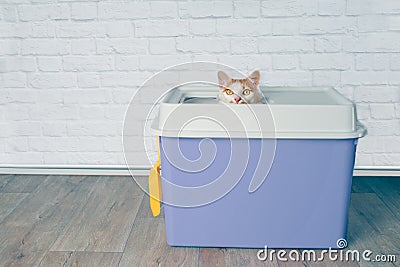 Tabby cat sitting on a pink top entry litter box. Stock Photo