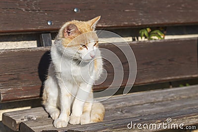 A tabby cat sitting on a wooden outdoor bench that has narrowed eyes in sunny weather Stock Photo