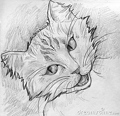 Tabby cat sketch Stock Photo