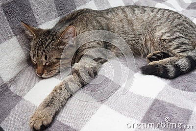 Tabby cat is sleeping on light background Stock Photo