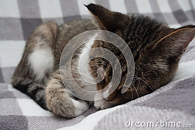 Tabby cat is sleeping on light background Stock Photo