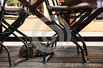 Tabby cat sleeping outside the street garden cafe on a wooden podium among empty tables and chairs. Relax cafe Stock Photo