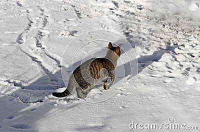 Tabby cat in the snow. Stock Photo