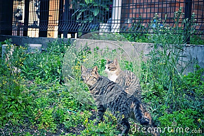 Tabby cat surrounded by grass Stock Photo