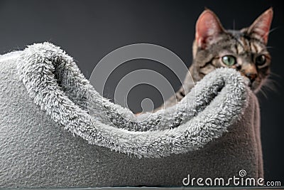 Tabby cat, tired of sleep, explores the surrounding world with curiosity and intelligence. Concept of Spirit of Stock Photo