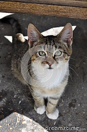 Tabby cat top view Stock Photo