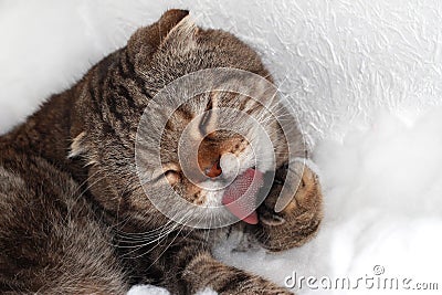 The tabby cat is washing. Home fuzzy Stock Photo