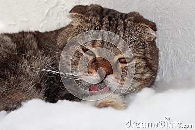 The tabby cat is washing. Home fuzzy Stock Photo