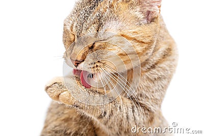 Tabby cat washing its paw with tongue. Stock Photo