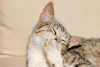 Tabby cat washing paws and fur in sunshine Stock Photo