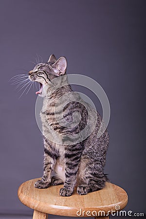 Tabby cat yawning sitting up on stool Stock Photo