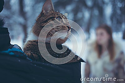 Tabby color cat in the hood of a jacket on a blurred background of a girl with flowing hair Stock Photo