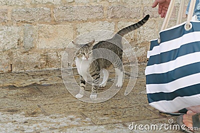 A tabby color cat with a white shirt and legs is standing with a raised tail on the street near the stone wall Stock Photo