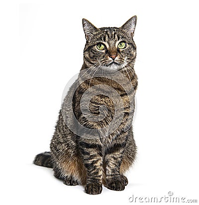 Tabby crossbreed cat looking up, exressive, isolated on white Stock Photo