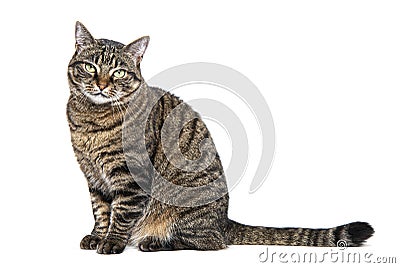 Tabby crossbreed cat sitting looking away with a defiant or questioning look, isolated on white Stock Photo