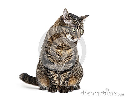 Tabby crossbreed cat sitting looking away with a defiant or questioning look, isolated on white Stock Photo