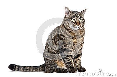 Tabby crossbreed cat sitting looking away with a defiant or questioning look, isolated on white Stock Photo