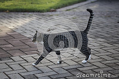 Tabby Erect Stock Photo