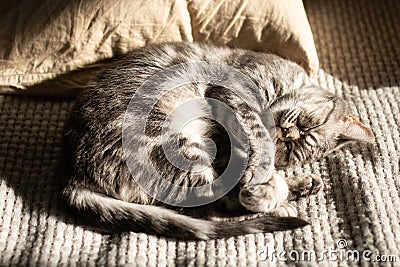 Tabby gray cat lying on the bed in the rays of the sun and sleeping. Recreation. Love for pets Stock Photo