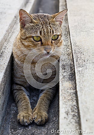 Tabby hiding Stock Photo