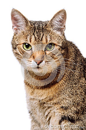 Tabby home adult cat Isolated. Pet, animal Stock Photo
