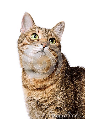 Tabby home adult cat looks up Isolated. Pet, animal Stock Photo