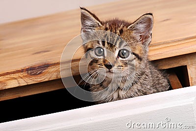 Tabby kitten Stock Photo