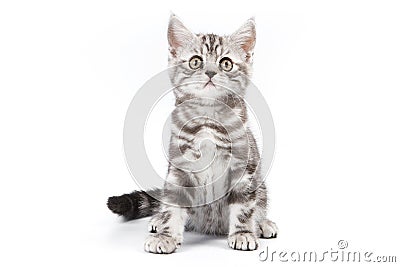 Tabby kitten Stock Photo