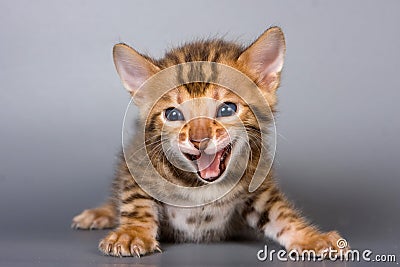 Tabby kitten Bengal cat meows Stock Photo
