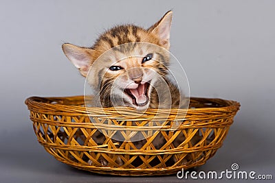 Tabby kitten Bengal cat meows Stock Photo