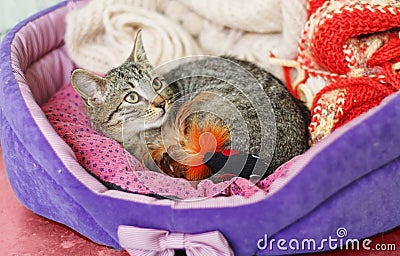 Tabby kitten in den Stock Photo