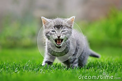 Tabby kitten in grass Stock Photo