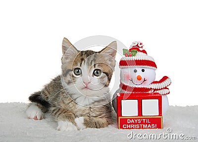 Tabby kitten laying next to count down to Christmas calendar with snowman Stock Photo