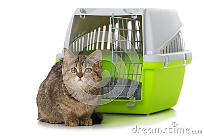 Tabby kitten sitting in front of a transport box Stock Photo
