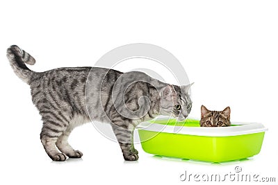 Tabby kitten sitting in a litter box Stock Photo