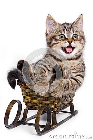 Tabby kitten sitting on a sled and meows Stock Photo