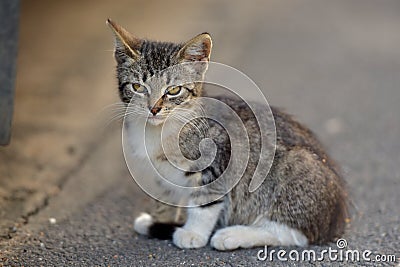 Tabby kitten in the street Stock Photo