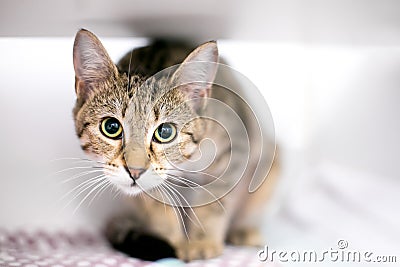 A wide eyed tabby cat in a crouching position Stock Photo