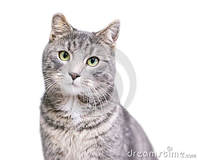 A tabby shorthair cat with its ear tipped Stock Photo