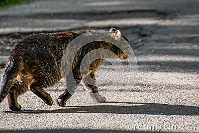 Tabby street cat goes hunting at sunset. Wildlife in the city Stock Photo