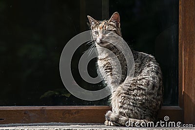 Tabby street cat Stock Photo