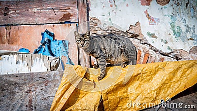 Tabby street cat in the streets of Istanbul, looking at the camera Stock Photo