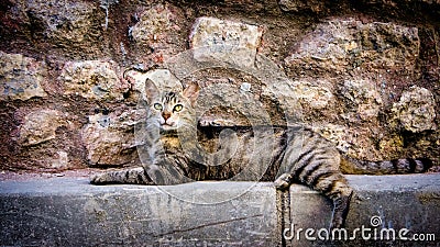 Tabby street cat lying down by the street looking at the camera Stock Photo