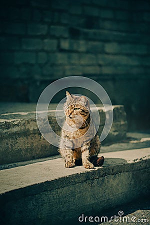 A tabby street cat sitting on stone steps, illuminated by warm sunlight. The cat's calm and contemplative demeanor Stock Photo