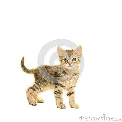 Tabby turkish angora cat kitten looking at the camera isolated on a white background Stock Photo