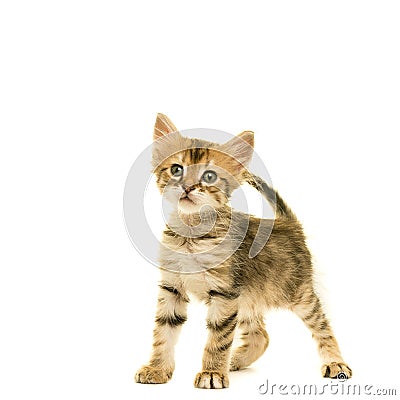 Tabby turkish angora cat kitten looking at the camera isolated on a white background Stock Photo