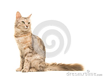 Tabby Turkish angora cat sitting looking back to the right seen from the side Stock Photo